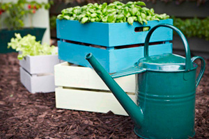 A splash of colour adds character to watering cans and wooden herb planters