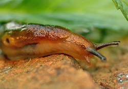 Slugs And Snails