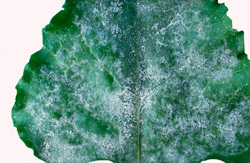 Symptoms of powdery mildew